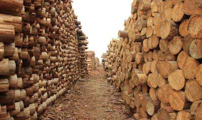 木材市场内忧外患 防盗门企业何时才能摆脱“寒冬”？